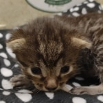 Beau Bronze Egyptian Mau Male DOB 7-26-22