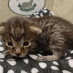 Beau Bronze Egyptian Mau Male DOB 7-26-22