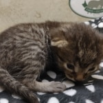 Beau Bronze Egyptian Mau Male DOB 7-26-22