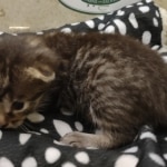 Beau Bronze Egyptian Mau Male DOB 7-26-22