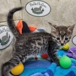 Beau Bronze Egyptian Mau Male DOB 7-26-22