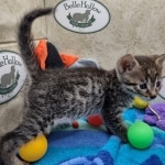 Beau Bronze Egyptian Mau Male DOB 7-26-22