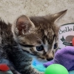 Beau Bronze Egyptian Mau Male DOB 7-26-22