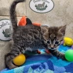 Beau Bronze Egyptian Mau Male DOB 7-26-22