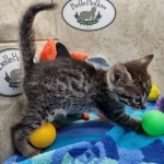 Beau Bronze Egyptian Mau Male DOB 7-26-22