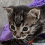 Beau Bronze Egyptian Mau Male DOB 7-26-22