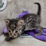 Beau Bronze Egyptian Mau Male DOB 7-26-22
