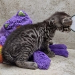 Beau Bronze Egyptian Mau Male DOB 7-26-22