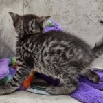 Beau Bronze Egyptian Mau Male DOB 7-26-22