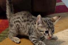 Archie Egyptian Mau, Bronze male #1 DOB 8-10-21