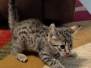 Archie Egyptian Mau, Bronze male #1 DOB 8-10-21