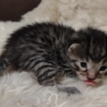 Mau bronze Male kitten DOB 8/10/21