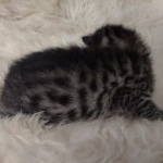 Mau bronze Male kitten DOB 8/10/21