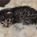 Mau bronze Male kitten DOB 8/10/21