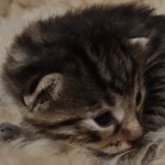 Mau bronze Male kitten DOB 8/10/21