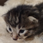 Mau bronze Male kitten DOB 8/10/21