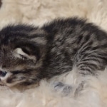 Mau bronze Male kitten DOB 8/10/21