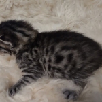 Mau bronze Male kitten DOB 8/10/21