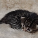 Mau bronze Male kitten DOB 8/10/21