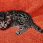 Mau bronze Male kitten DOB 8/10/21