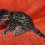 Mau bronze Male kitten DOB 8/10/21