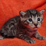 Mau bronze Male kitten DOB 8/10/21