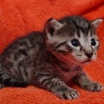 Mau bronze Male kitten DOB 8/10/21