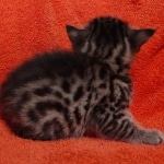 Mau bronze Male kitten DOB 8/10/21