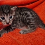 Mau bronze Male kitten DOB 8/10/21