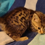 Mau bronze Male kitten DOB 8/10/21