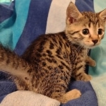 Mau bronze Male kitten DOB 8/10/21