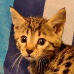 Mau bronze Male kitten DOB 8/10/21