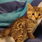 Mau bronze Male kitten DOB 8/10/21