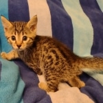 Mau bronze Male kitten DOB 8/10/21