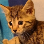 Mau bronze Male kitten DOB 8/10/21