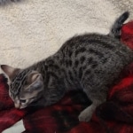 Mau bronze Male kitten DOB 8/10/21