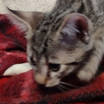 Mau bronze Male kitten DOB 8/10/21