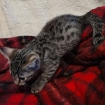 Mau bronze Male kitten DOB 8/10/21