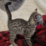 Mau bronze Male kitten DOB 8/10/21