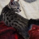Mau bronze Male kitten DOB 8/10/21