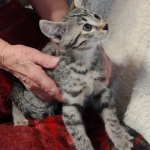 Mau bronze Male kitten DOB 8/10/21