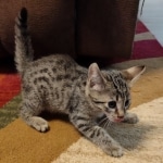 Mau bronze Male kitten DOB 8/10/21