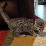 Mau bronze Male kitten DOB 8/10/21