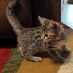 Mau bronze Male kitten DOB 8/10/21