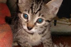 Ra, Egyptian Mau, Bronze, Male, DOB 8-24-20