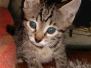 Ra, Egyptian Mau, Bronze, Male, DOB 8-24-20