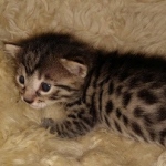 Ra, Mau, Bronze, Male, DOB 8-24-20