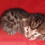 Mau, Bronze, Male, DOB 8-24-20