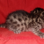 Mau, Bronze, Male, DOB 8-24-20