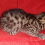 Mau, Bronze, Male, DOB 8-24-20